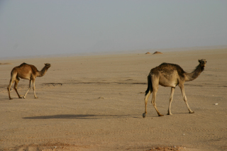 砂漠とラクダ